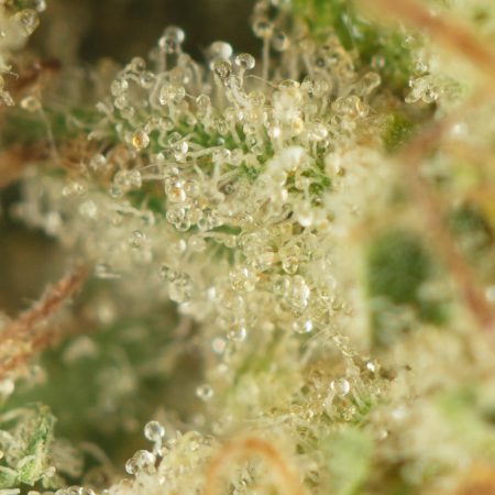 Buy Sunset Sherbet Strain Online Green Society