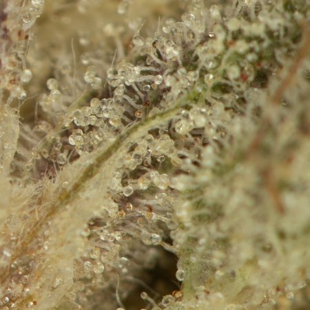 Buy Pink Gas Strain Online Green Society