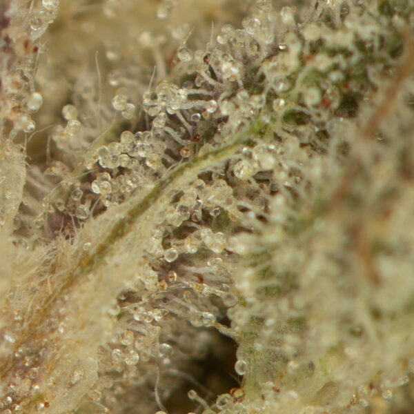 Buy Pink Gas Strain Online Green Society