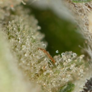 Buy Dank Sinatra Strain Online Green Society