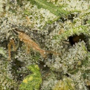 Buy Duke Nukem Strain Online Green Society