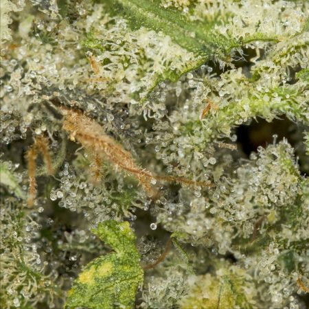 Buy Duke Nukem Strain Online Green Society