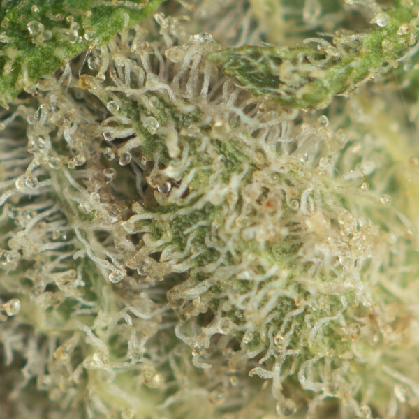 Green Crack