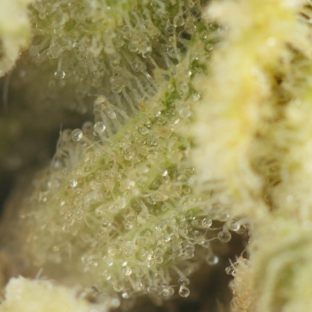 Buy Tahoe OG Kush Online Green Society