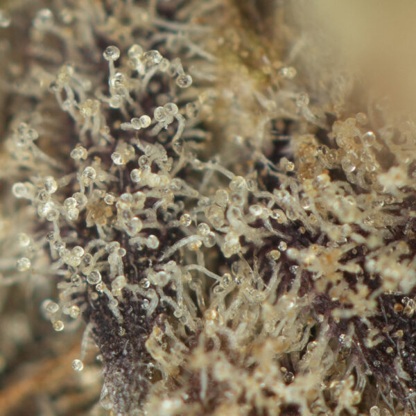 Buy Purple Space Cookies Online Green Society