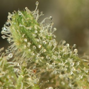 Buy Romulan Cheese Online Green Society