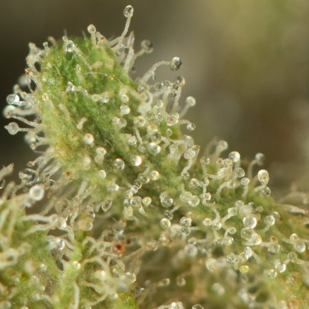 Buy Romulan Cheese Online Green Society