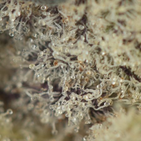 Buy GMO Cookies Strain Online Green Society
