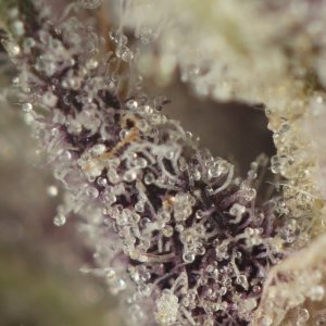 Buy Mimosa (Smalls) Online Green Society