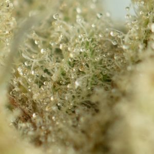 Buy Moby Dick Strain Online Green Society