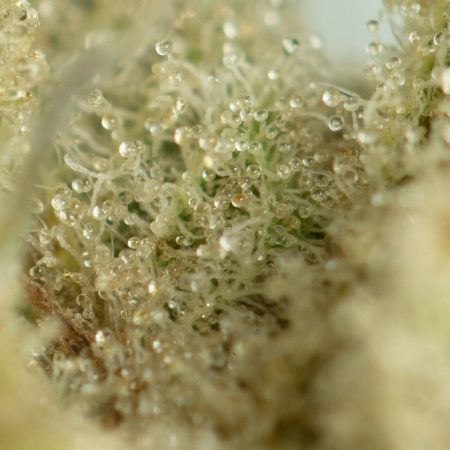 Buy Moby Dick Strain Online Green Society