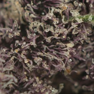 Buy Huckleberry Soda Strain Online Green Society