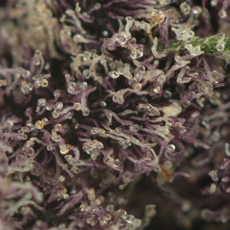 Buy Huckleberry Soda Strain Online Green Society