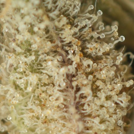 Buy Apricot Jelly Strain Online Green Society