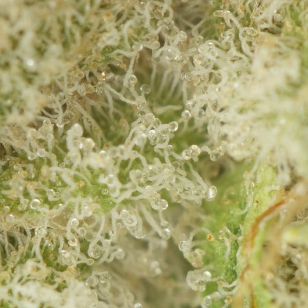 Buy King Tut Strain Online Green Society