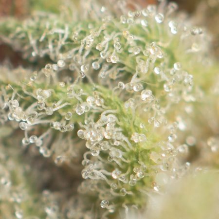 Buy Watermelon Zkittlez Strain Online Green Society