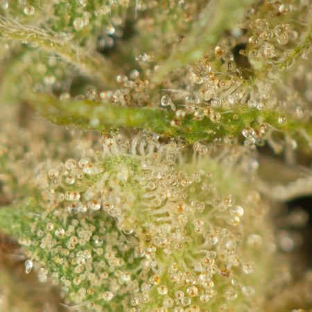 Buy Lindsay OG Strain Online Green Society