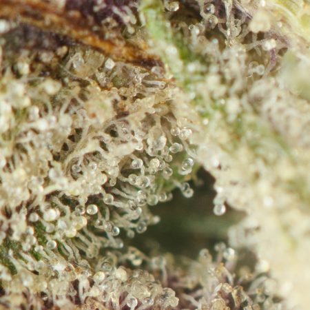 Buy Black Tuna Kush Strain Online Green Society