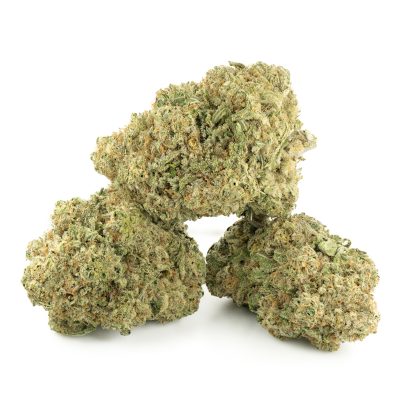 Buy Moby Dick Strain Online Green Society