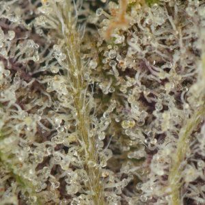 Buy Purple Punch Strain Online Green Society