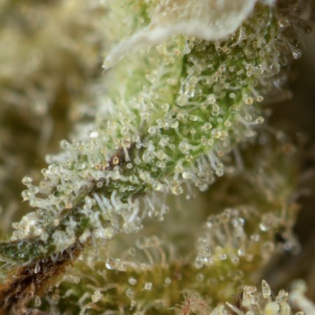 Blueberry by DJ Short