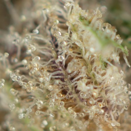 Buy Frozen Grapes Strain Online Green Society