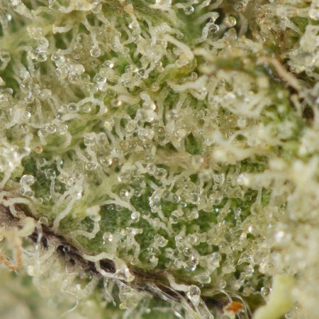 Buy Acapulco Gold Strain Online Green Society