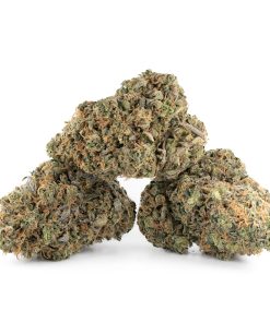 Buy Moby Dick Strain Online Canada Green Society