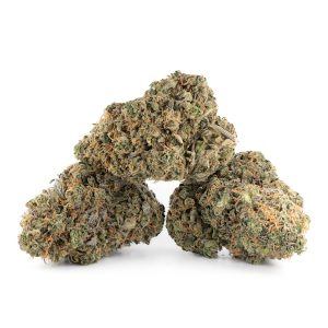 Buy Moby Dick Strain Online Canada Green Society