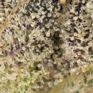 Buy Death Star Strain Online Green Society