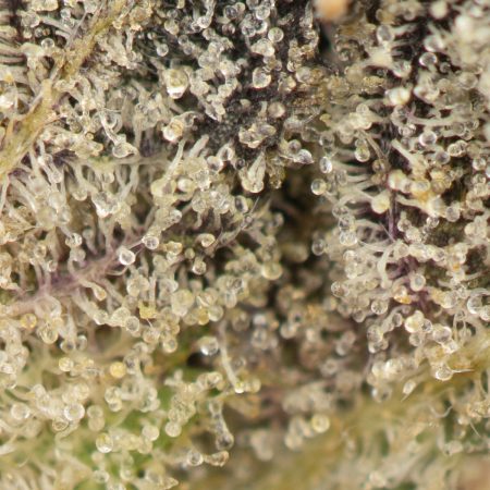 Buy Death Star Strain Online Green Society
