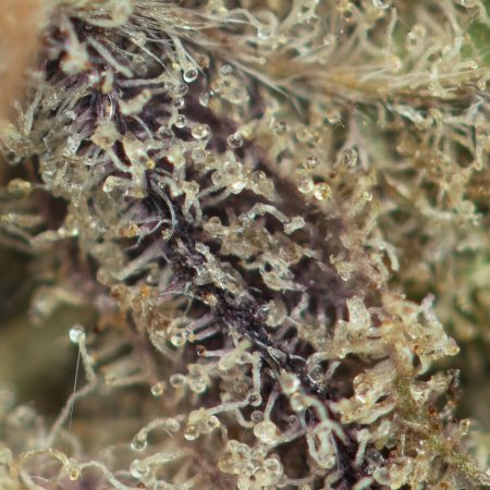 Buy Jet Fuel OG Strain Online Green Society