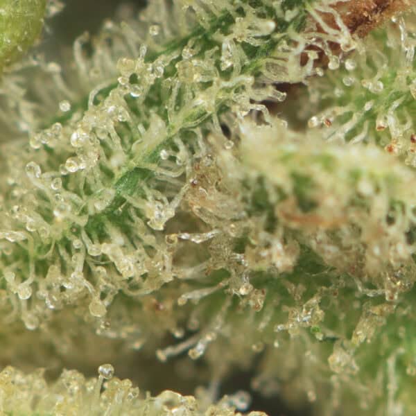 Original Glue