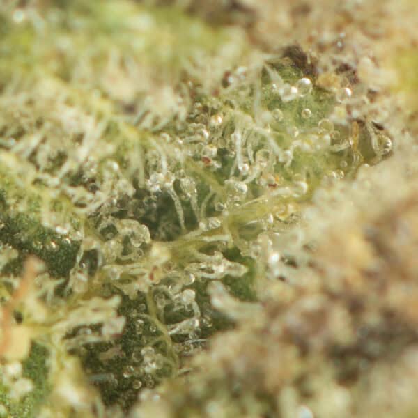 Buy Red Congolese Strain Online Green Society