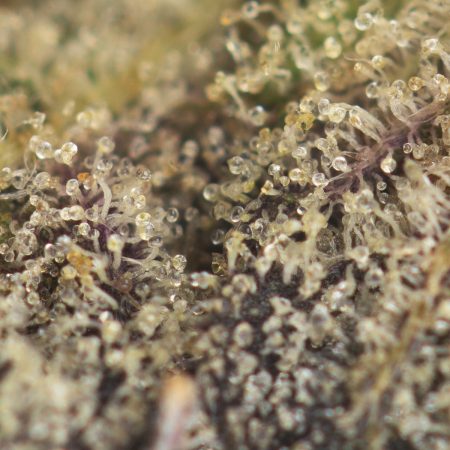 Buy Secret Weapon Strain Online Green Society