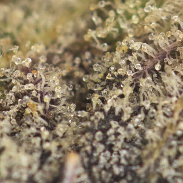 Buy Secret Weapon Strain Online Green Society