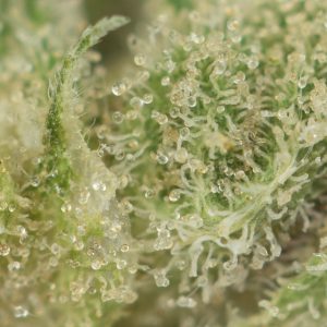 Buy Laughing Buddha Strain Online Green Society