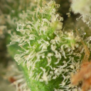 Buy Mataro Blue Strain Online Green Society