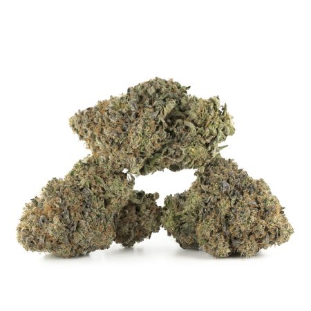 Buy Dank Sinatra Strain Online Green Society