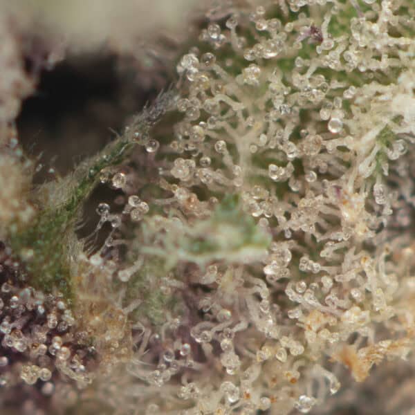 Grape Pie
