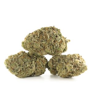 Buy Animal Crackers Strain Online Green Society