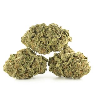 Buy Moby Dick Strain Online Green Society