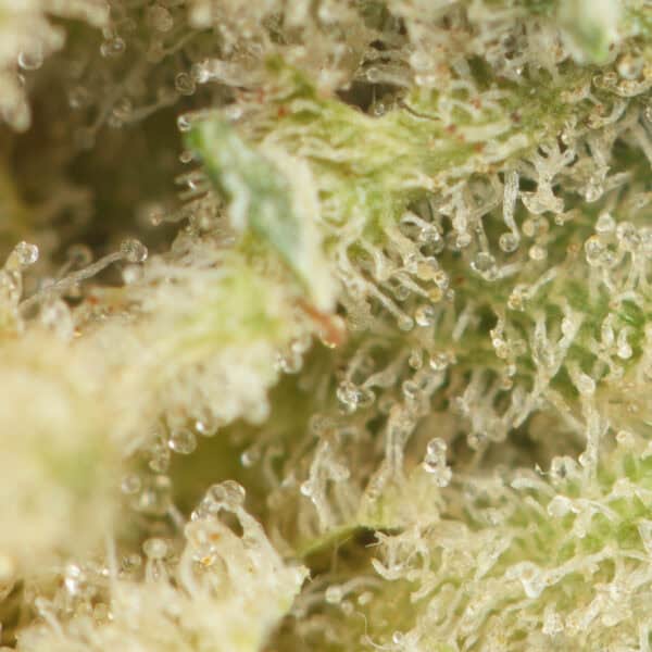 Diamond Kush