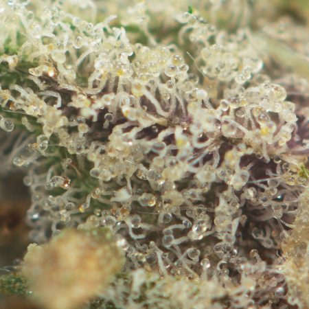 Buy Gas Station Bob F2 Strain Online Green Society