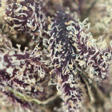 Buy God's Green Crack Strain Online Green Society