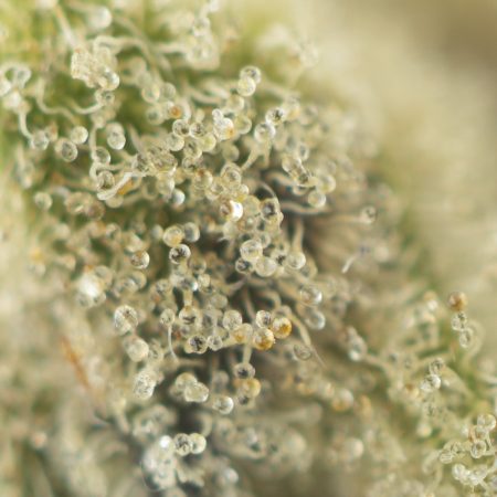 Buy Great White Shark Strain Online Green Society