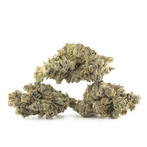 Buy Great White Shark Strain Online Green Society