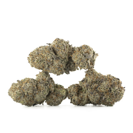 Buy Do-Si Dos Strain Online Green Society