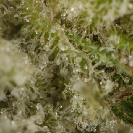 Buy Lava Cake #11 Strain Online Green Society