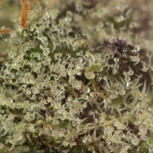 Buy Tuna Kush Strain Online Green Society